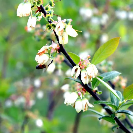 Tenuta Blueberry - Glicine Apartment *